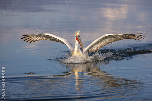 Dalmatian pelicans seen during winter in Kerkini Lake  Greece.