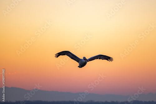 Dalmatian pelicans seen during winter in Kerkini Lake, Greece.