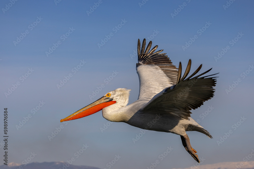 Fototapeta premium Dalmatian pelicans seen during winter in Kerkini Lake, Greece.