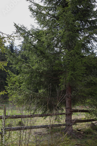 eco trip with a beautiful view of the forests and mountains with green Christmas trees, forest paths and wooden fences and houses in the distance. for postcards, headpieces, flyers, advertisements for