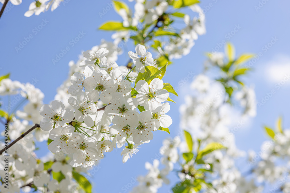 Blooming cherry tree in the city on the background of the cloudless blue sky. Spring seasonal Blooming cherry tree in the city on the background of the cloudless blue sky. Spring seasonal