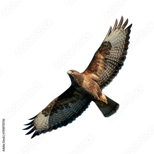 Valokuva Red tailed hawk eagle a large bird of prey flying through transparent PNG backgr