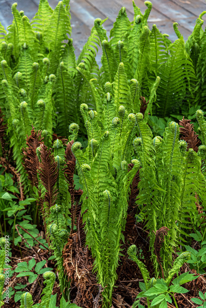 New spring growth of Fern bush as natural background. New spring growth of Fern bush as natural background.