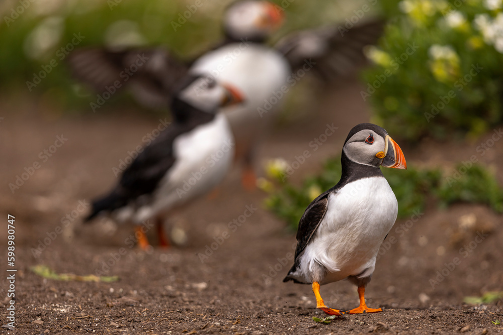 Atlantic puffins, a species of seabird in the auk family. Atlantic puffins, a species of seabird in the auk family.
