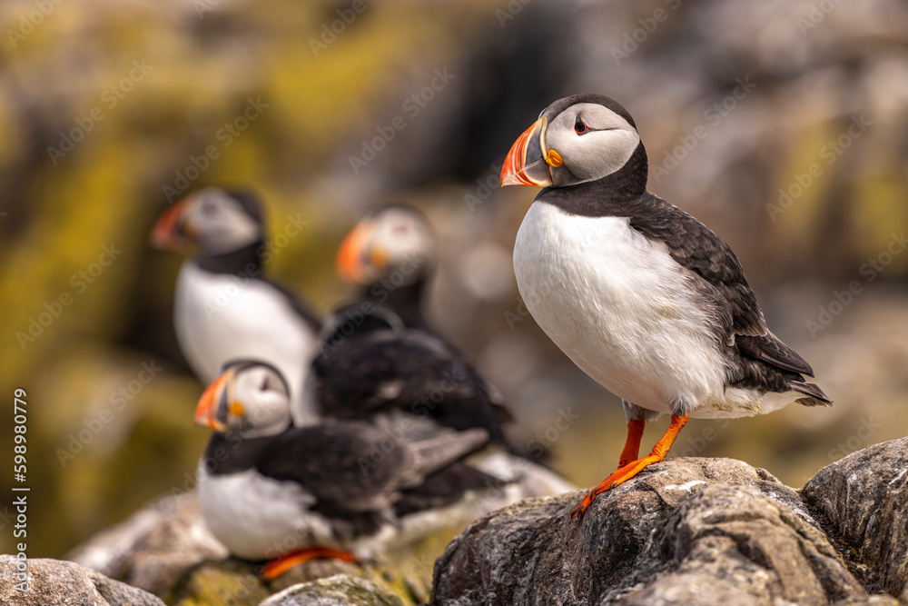 Fototapeta premium Atlantic puffins, a species of seabird in the auk family.