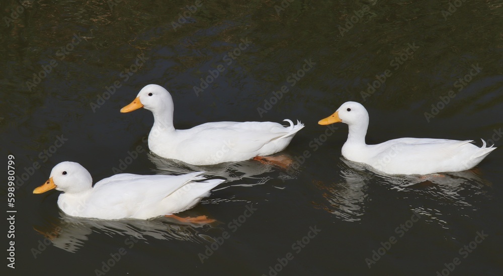 white ducks swimming in a dam 