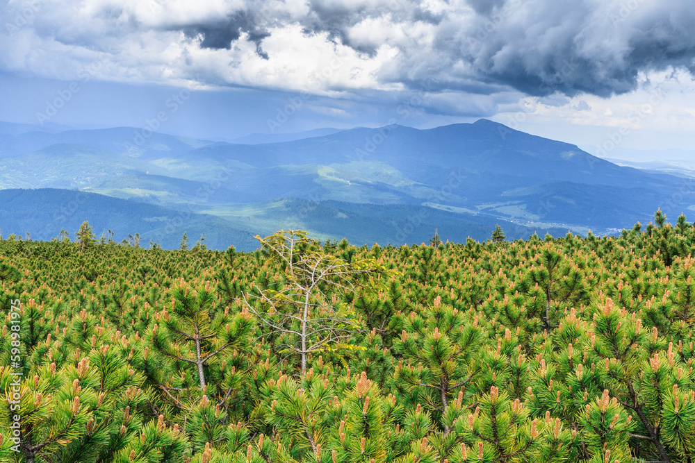 Mount Babia Góra seen through thickets of mountain pine (Pinus mugo) from the Pilsko peak in the Żywiec Beskids on a cloudy summer day.