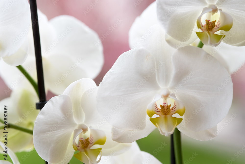 splendide orchidee di colore bianco, un bellissimo fiore di orchidea di colore giallo al centro e bianco candido