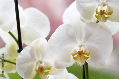 splendide orchidee di colore bianco, un bellissimo fiore di orchidea di colore giallo al centro e bianco candido