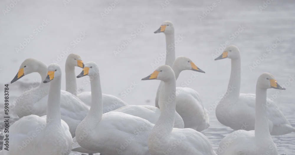Whooper Swans Rest at Ikenoyu Hot Springs in Winter in Hokkaido Japan Whooper Swans Rest at Ikenoyu Hot Springs in Winter in Hokkaido Japan