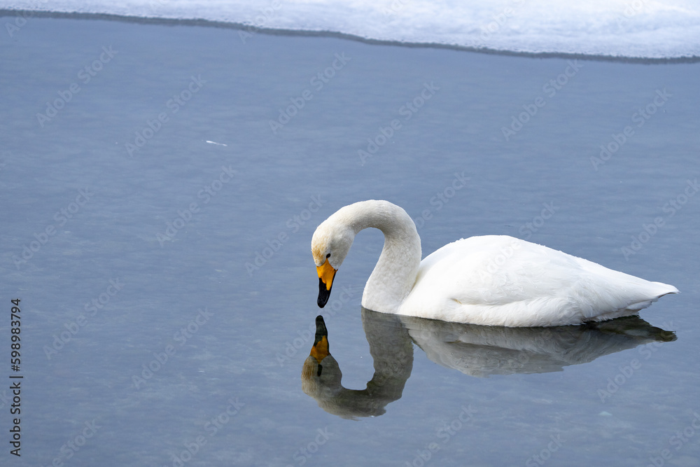 Φωτογραφία Whooper Swans Rest at Ikenoyu Hot Springs in Winter in Hokkaido Japan