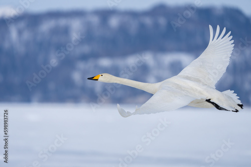 Whooper Swans Rest at Ikenoyu Hot Springs in Winter in Hokkaido Japan