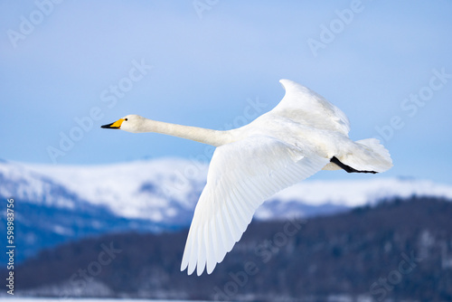 Fényképezés Whooper Swans Rest at Ikenoyu Hot Springs in Winter in Hokkaido Japan