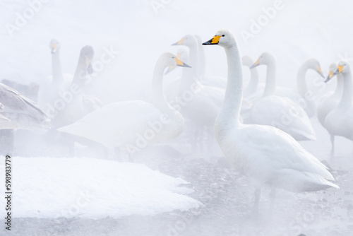 Fototapeta Naklejka Na Ścianę i Meble -  Whooper Swans Rest at Ikenoyu Hot Springs in Winter in Hokkaido Japan