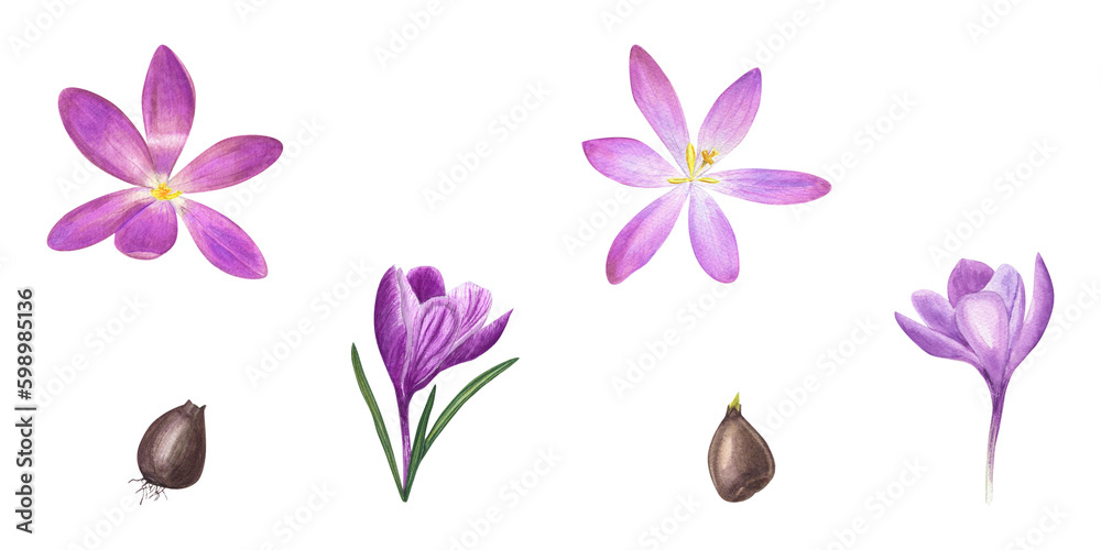 Watercolor set of blooming crocuses, bulbs isolated on transparent background. Botanical illustration of spring flowers for card, book design, greetings, stickers, patterns, banners, templates