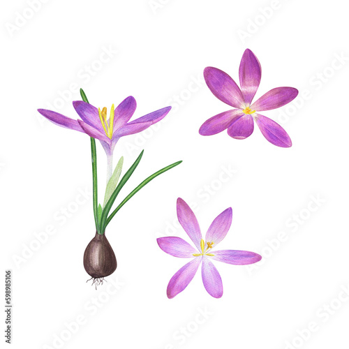 Watercolor floral spring illustration of crocuses with bulbs isolated on transparent background. Perfect for textile  for the design of magazines  books  notebooks  greeting cards  invitations