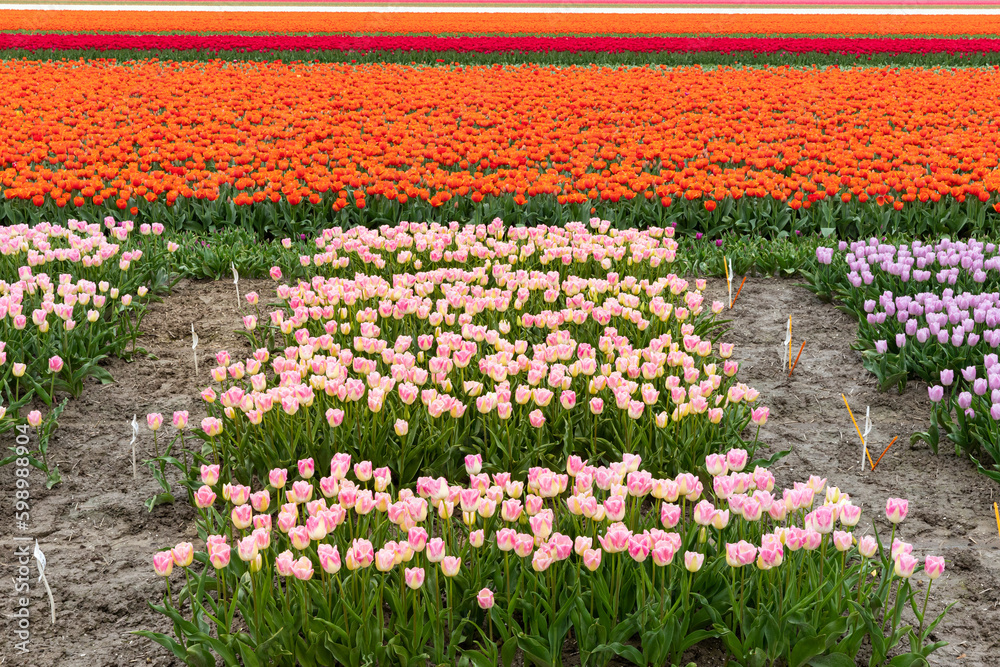 Blühende Tulpenfelder im Niederländischen Noordoostpolder