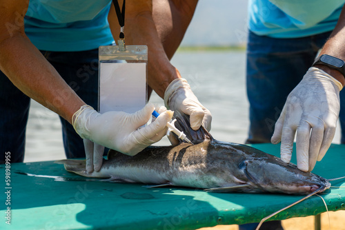 Εκτύπωση καμβά professional volunteer biologist wearing gloves and holding a syringe containing