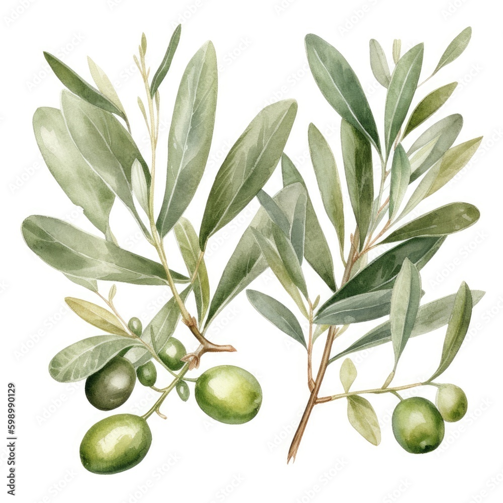 Watercolor olive branch. Watercolor olive branch.