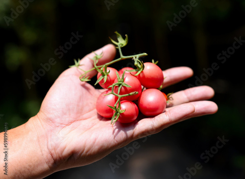 Harvest vegetable, Red tomatoes in hand with garden background © Beach boy 2024
