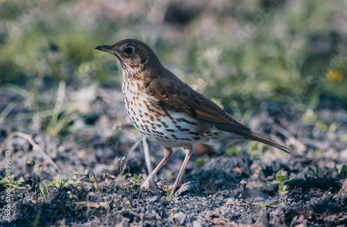 Song thrush (Turdus philomelos) stands on the ground. Close-up portrait of a bird with brown backs and neatly black-spotted cream or yellow-buff underparts, becoming paler on the belly.