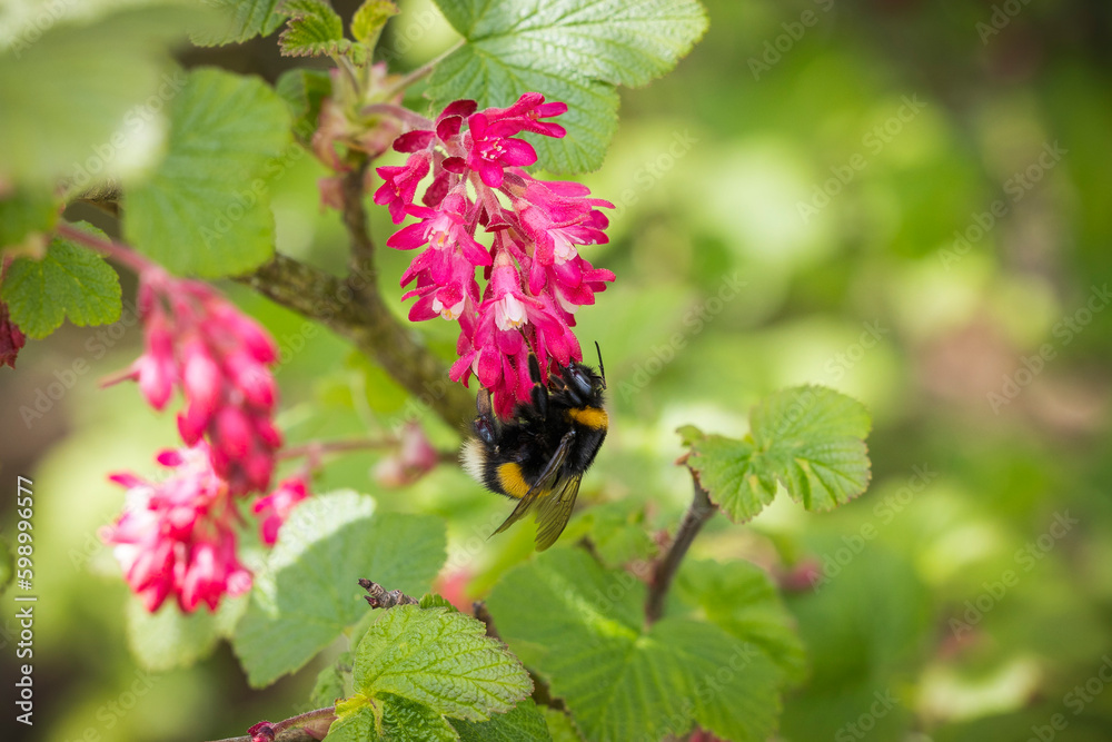 Hummel auf einer Blüte der Blutjohannisbeere Hummel auf einer Blüte der Blutjohannisbeere
