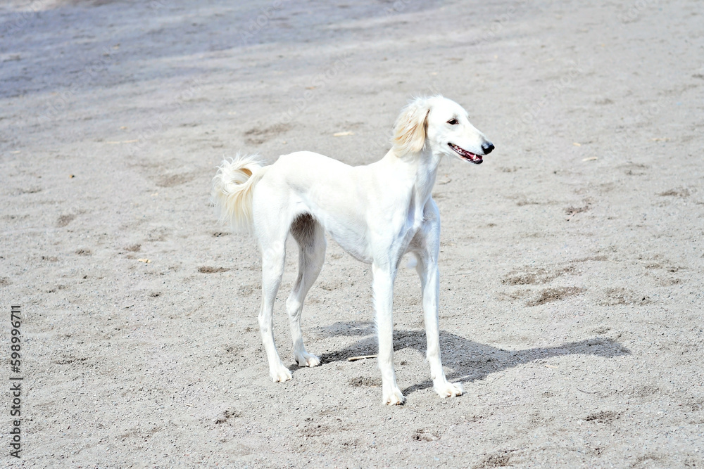 One excited white dog standing outside on the sand. White saluki, Persian Greyhound enjoying sunny weather on the beach or in a dog park surrounded with a lot of paw prints on the sand.