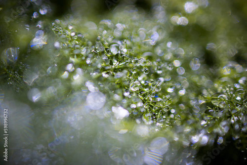 tropical rain forest terrarium or paludarium for rainforest animals like poison dart, geckos or frogs