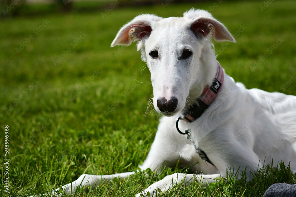Young borzoi dog lying on the ground on the green grass. White russian greyhound puppy is outside with a pink collar on. Dog is playing in the backyard or park on a sunny day. Young borzoi dog lying on the ground on the green grass. White russian greyhound puppy is outside with a pink collar on. Dog is playing in the backyard or park on a sunny day.