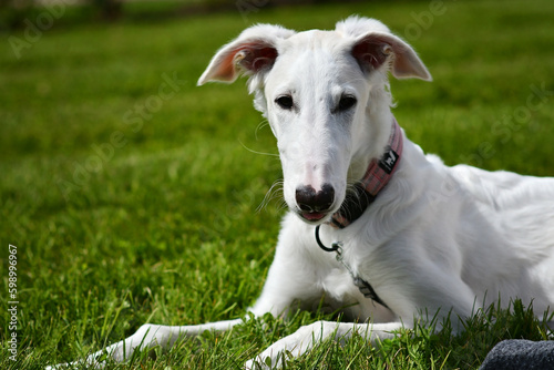Young borzoi dog lying on the ground on the green grass. White russian greyhound puppy is outside with a pink collar on. Dog is playing in the backyard or park on a sunny day.