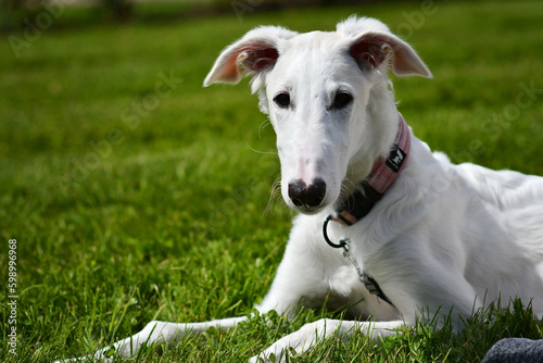 Young borzoi dog lying on the ground on the green grass. White russian greyhound puppy is outside with a pink collar on. Dog is playing in the backyard or park on a sunny day.