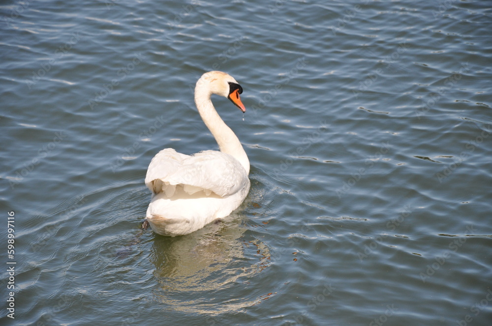 Swan swimming in calm water with long neck and powerful beak. It is graceful and is Finlands national bird. Swan swimming in calm water with long neck and powerful beak. It is graceful and is Finlands national bird.