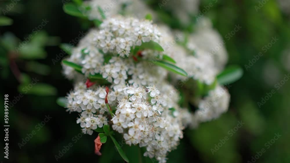 満開のコデマリの花 満開のコデマリの花