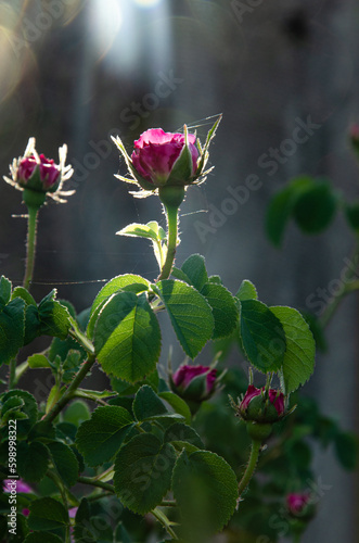 bright pink fragrant rose