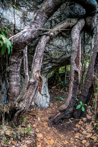 Rocky area of natural caves in the Colombian Amazon