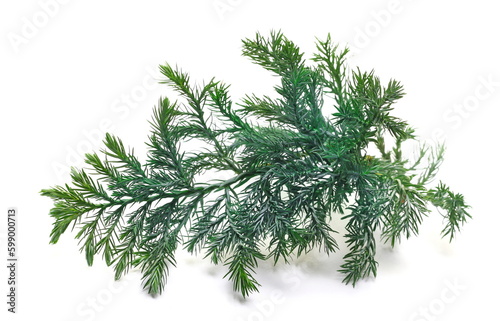 Blue Point Juniper, pine branch isolated on white  