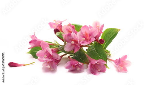 Garden pink flowers twig isolated on white