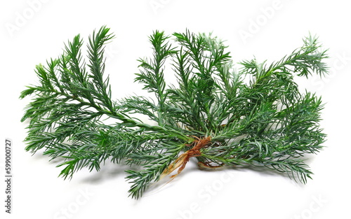 Blue Point Juniper  pine branch isolated on white  