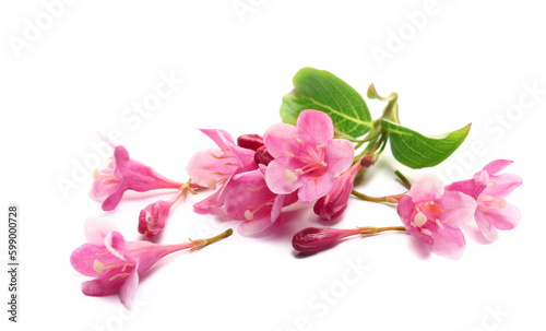 Garden pink flowers twig isolated on white