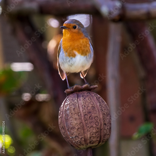 Robin on perch