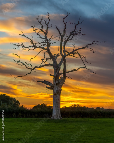 Naked tree at sunset