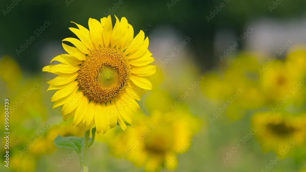 sunflower in the field sunflower in the field