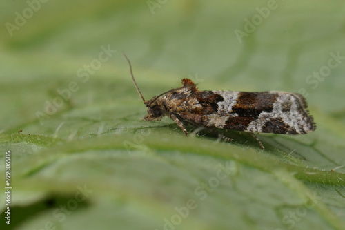 Detailed closeup on a small brown Tortricid Heater moth, Argyrotaenia ljungiana