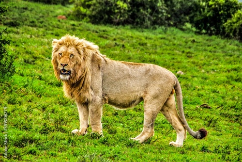 Lion King in seinem Revier photo