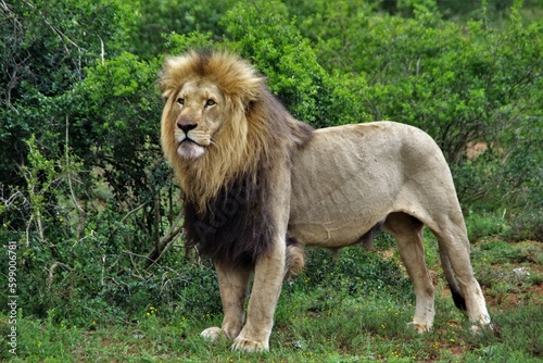 König der Löwen photo