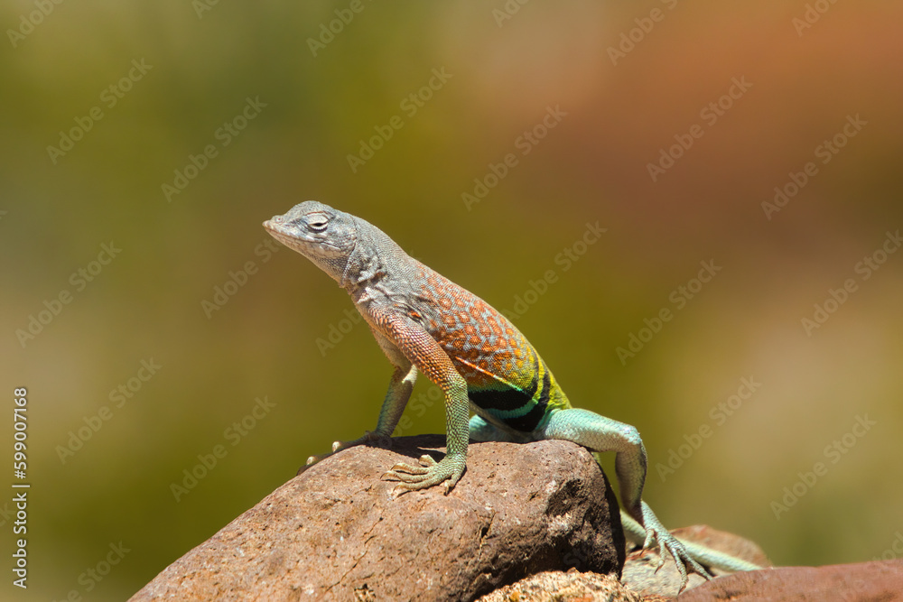Soaking up the warm late April sunshine, a colorful lizard perches on a rock at Big Bend National Park in Brewster County, TX. Soaking up the warm late April sunshine, a colorful lizard perches on a rock at Big Bend National Park in Brewster County, TX.