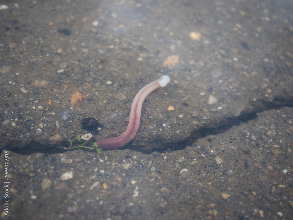 an earthworm in a puddle under water an earthworm in a puddle under water