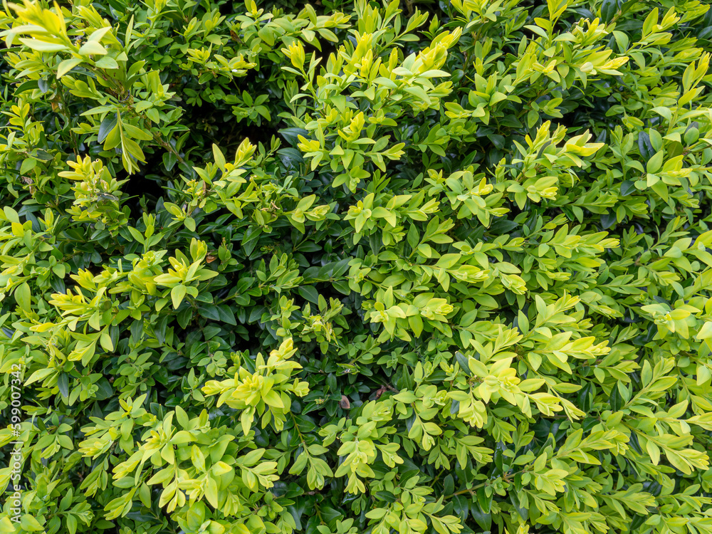 green plants leaves of a bush, wallpaper, texture. green plants leaves of a bush, wallpaper, texture.