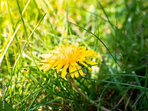 a small yellow flower grows among green grasses in the garden