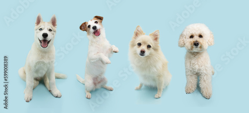 Banner four dogs sitting.Summer or spring season.. Isolated on blue pastel background